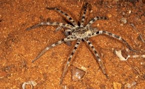 Magyarország legnagyobb pókfaja, marása felér a lódarázs csípésével – videó