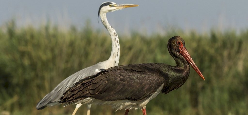 Élőben követhető a gemenci fekete gólyák élete