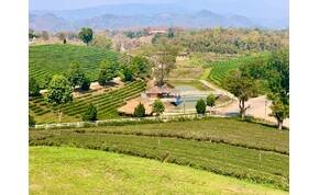 Zsolt utazása az Aranyháromszög és a thaiföldi tea vidékére – galéria
