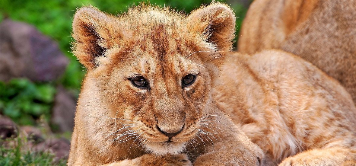 Példaértékű döntés: Hollywood nemet mondott az egzotikus állatokra