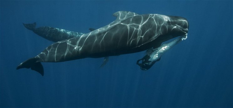 Rekordszámú kék bálna gyűlt össze az Atlanti-óceán egyik szigeténél