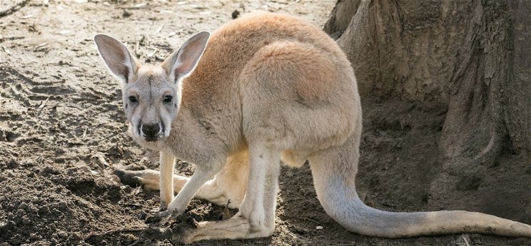 Előbújtak a Nyíregyházi Állatpart újszülött kengurui – videó