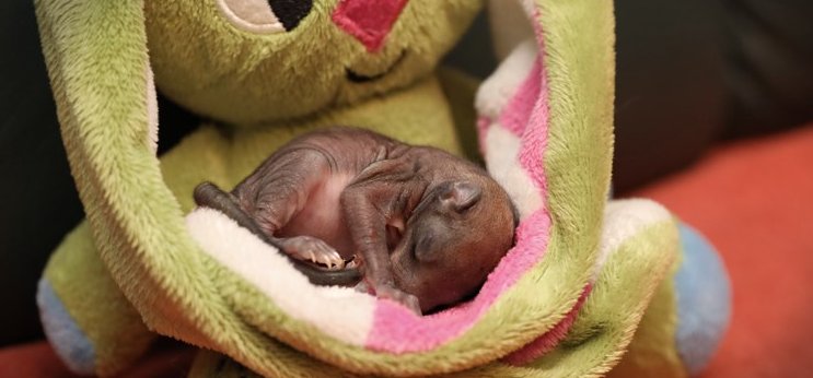 Elpusztult a kockásfülű nyúllal alvó mókusbébi, akit a Mályi Madármentők gondoztak
