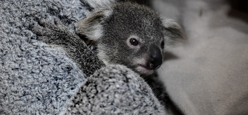 Veszélyeztetett faj lehet a koala, rengeteg egyed pusztult el a bozóttüzek miatt
