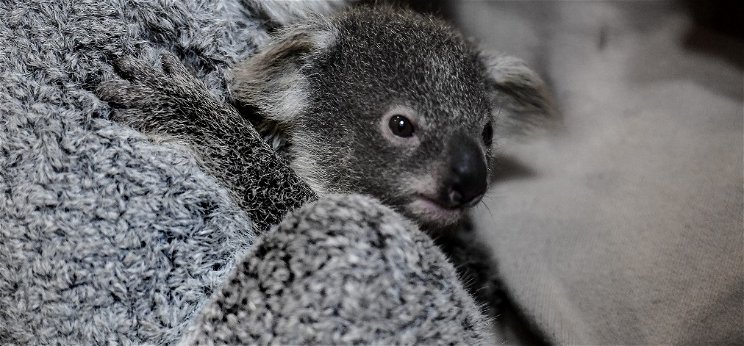 Veszélyeztetett faj lehet a koala, rengeteg egyed pusztult el a bozóttüzek miatt