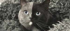 Csodálatos szörnyszülött: a kétarcú cica mancsai előtt hever az internet – videó