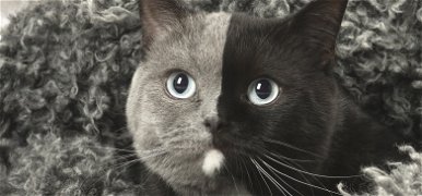 Csodálatos szörnyszülött: a kétarcú cica mancsai előtt hever az internet – videó