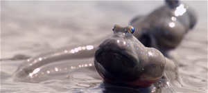 Döbbenetes látvány: a hal, amely két lábbal sétál a szárazföldön – videó