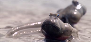 Döbbenetes látvány: a hal, amely két lábbal sétál a szárazföldön – videó