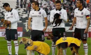 Örökbefogadható kutyákkal sétáltak ki a pályára a focisták – vieó