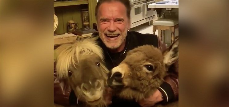 Arnold Schwarzenegger karanténba vonult egy pónival és egy szamárral