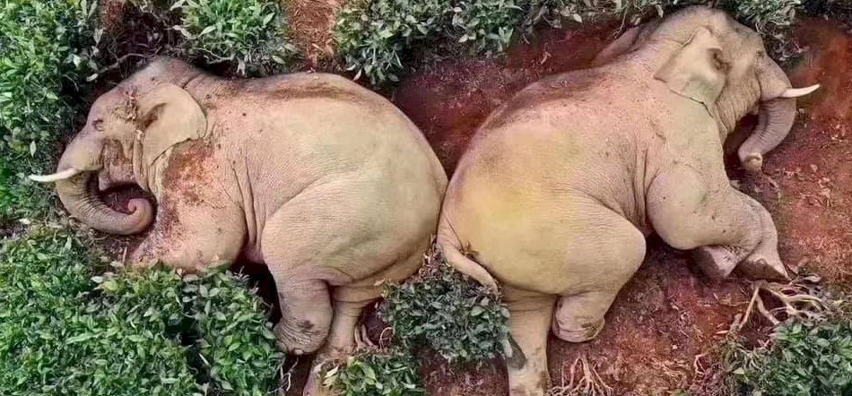 Kukoricabort vedeltek az elefántok, majd részegen elaludtak egy teakertben – képek