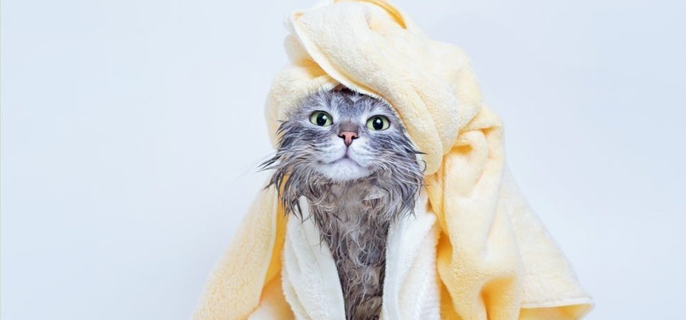 Az igaz, hogy a macskák gyűlölik a vizet? És fürdeni is utálnak?