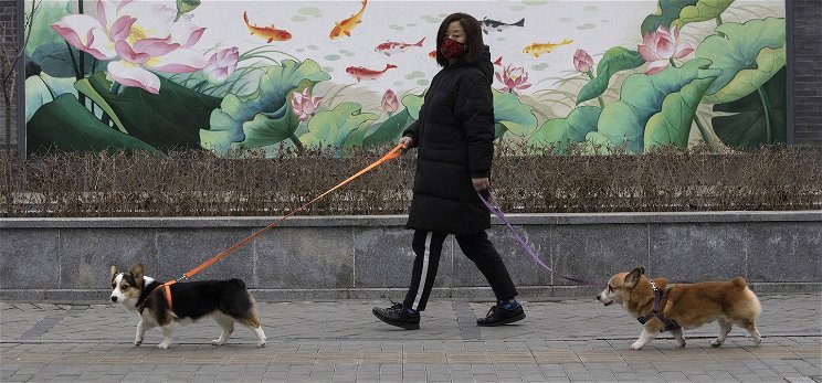 Állatkínzás, ha a karanténból így sétáltatod a kutyádat? – videó