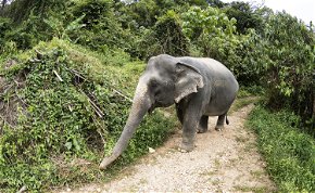Szabadon engedik az eddig turistákat cipelő elefántokat Thaiföldön