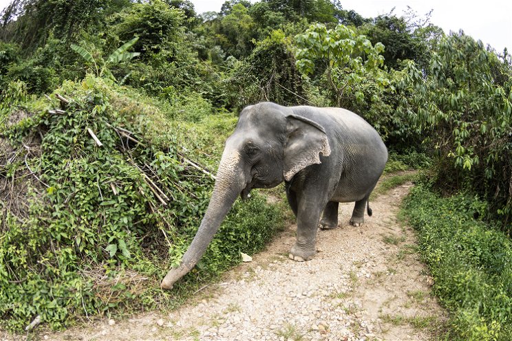Szabadon engedik az eddig turistákat cipelő elefántokat Thaiföldön