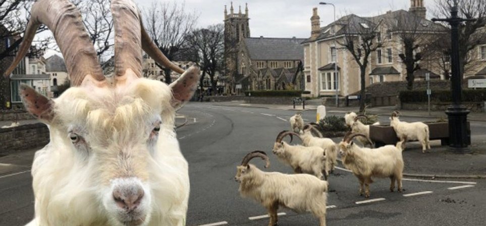 Kijárási tilalom van a városban, a kecskék „átvették az uralmat”