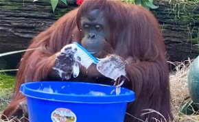 Ha ez a majom megtanult kezet mosni, akkor neked is menni fog