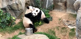 Tíz év után először párosodtak maguktól az állatkerti pandák