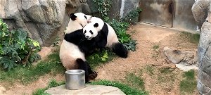 Tíz év után először párosodtak maguktól az állatkerti pandák