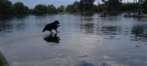 Ez a kutya megtanult a vízen járni vagy másról van szó? – galéria
