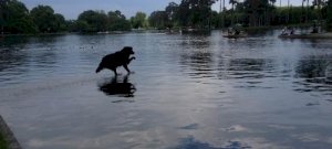 Ez a kutya megtanult a vízen járni vagy másról van szó? – galéria