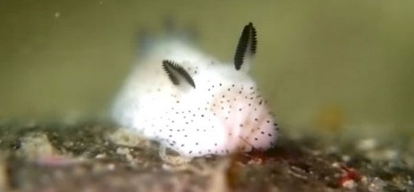 Elolvadsz a tengeri nyuszitól, a vízivilág egyik legcukibb élőlényétől
