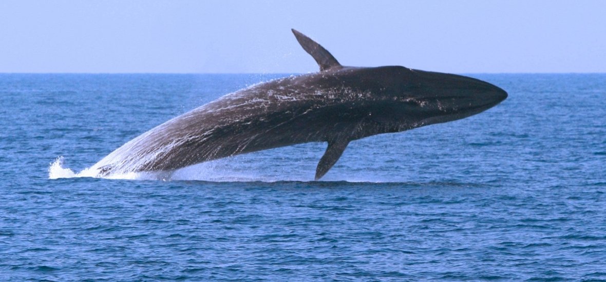Ritka jelenség: bálnák úszkálnak a francia partoknál