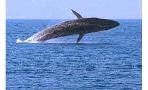 Ritka jelenség: bálnák úszkálnak a francia partoknál