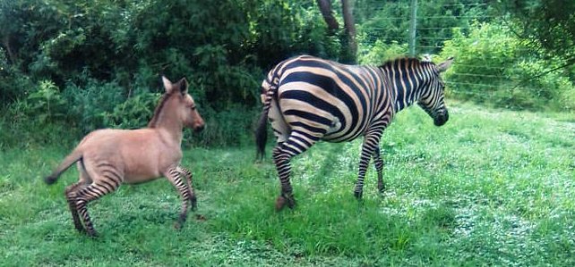 Elképesztően cukin néz ki egy zebra és egy szamár keveréke – képek