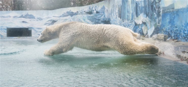 Látogatók nélkül máris párosodni kezdtek a jegesmedvék Nyíregyházán