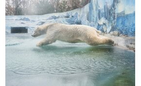 Látogatók nélkül máris párosodni kezdtek a jegesmedvék Nyíregyházán