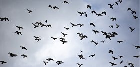 Mit jelent, ha alacsonyan szállnak a madarak?