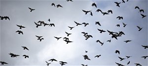 Mit jelent, ha alacsonyan szállnak a madarak?
