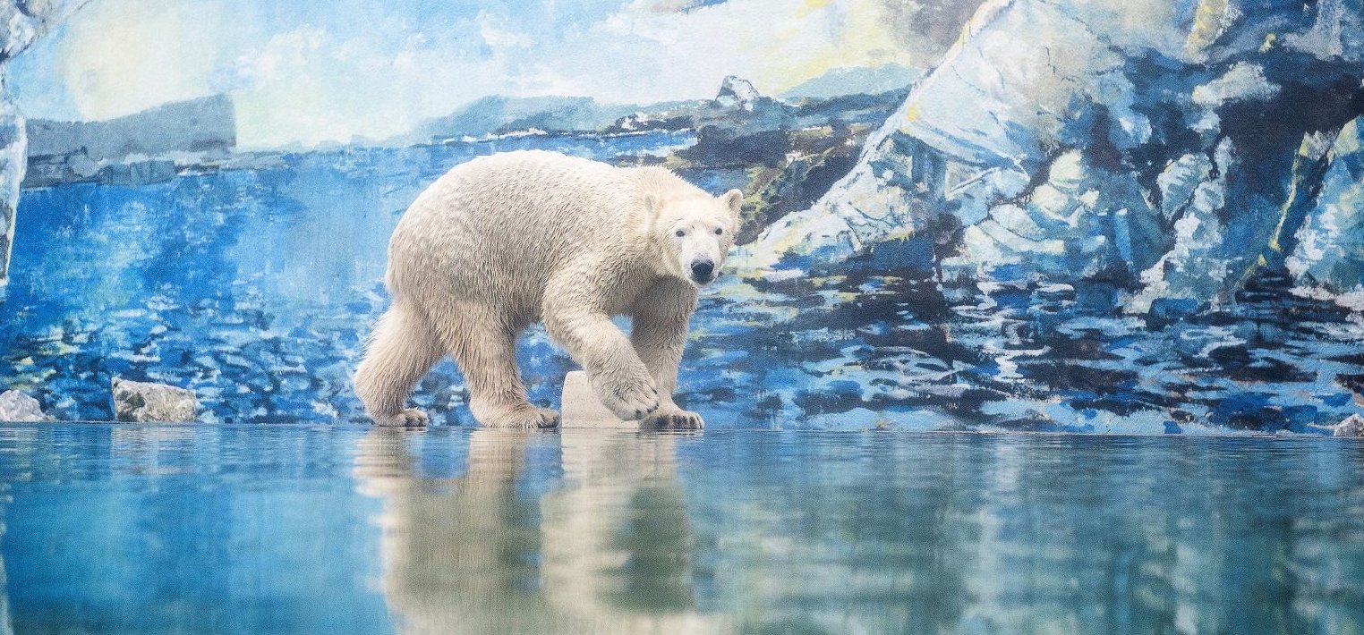 Dúl a szerelem a nyíregyházi jegesmedvék között – képek