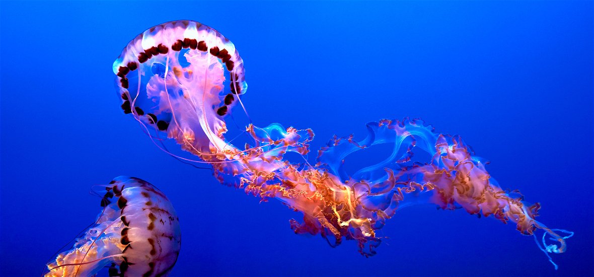 Velence zavartalan vizeiben gyönyörű medúzák úszkálnak – videó