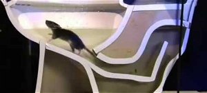 A patkány tényleg fel tud jönni a WC-n keresztül? – videó