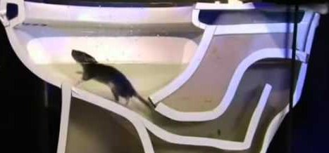A patkány tényleg fel tud jönni a WC-n keresztül? – videó