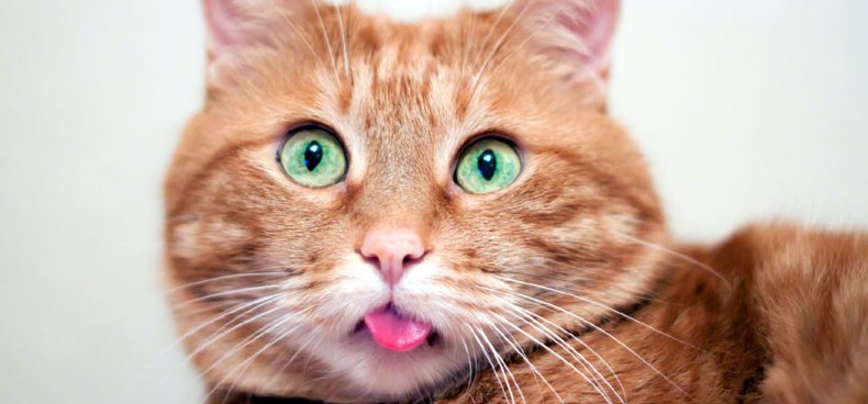 Miért vágnak néha földöntúli arcot a macskák? – videó