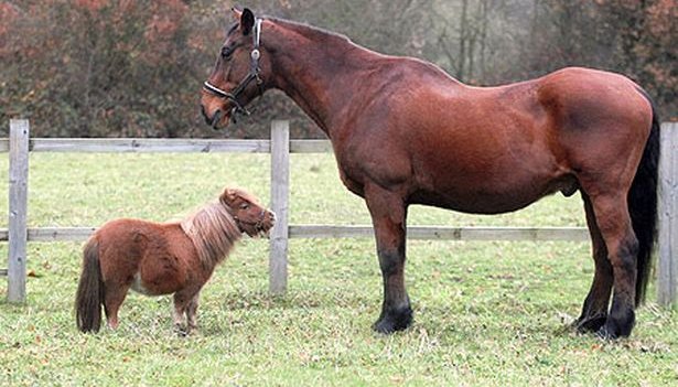 Tényleg csak méretbeli különbség van a pónik és a lovak között?