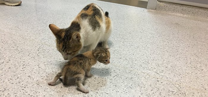 A macskaanya szájában cipelte kórházba beteg kölykét