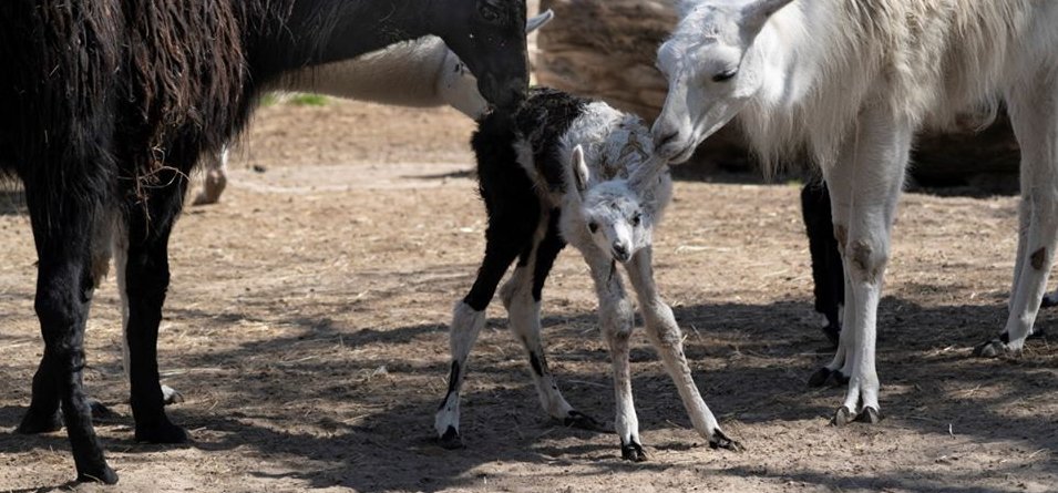 Tarka lámacsikó született a debreceni állatkertben