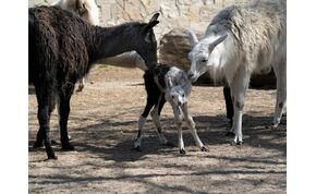 Tarka lámacsikó született a debreceni állatkertben
