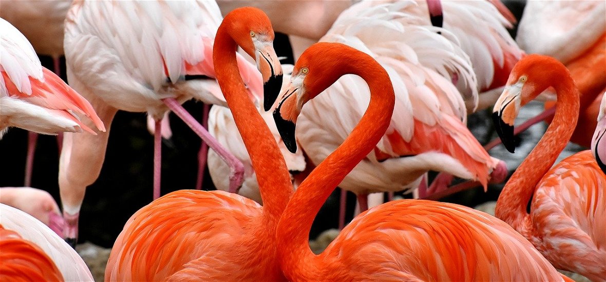 Kutatók meglepő felfedezése: egy hatalmas hasonlóság az emberek és a flamingók között