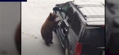 Egy medve elkötött egy autót, majd karambolozott – videó
