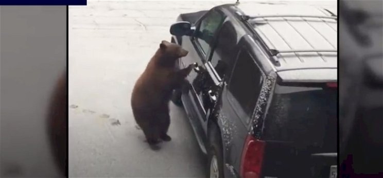 Egy medve elkötött egy autót, majd karambolozott – videó