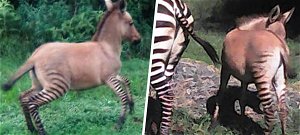 Zebra és szamár nászából született utód – videó