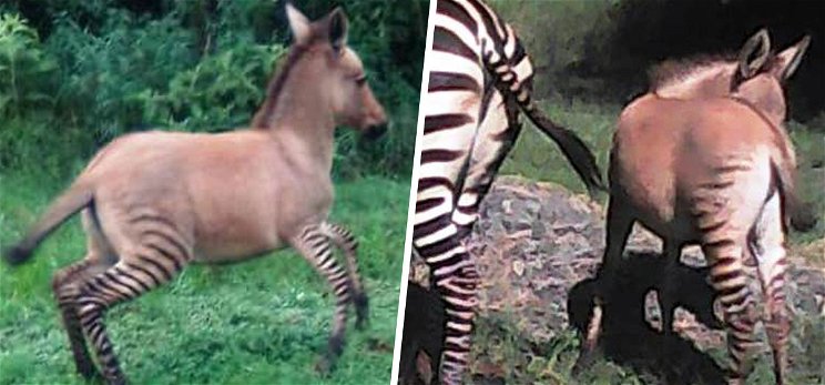 Zebra és szamár nászából született utód – videó