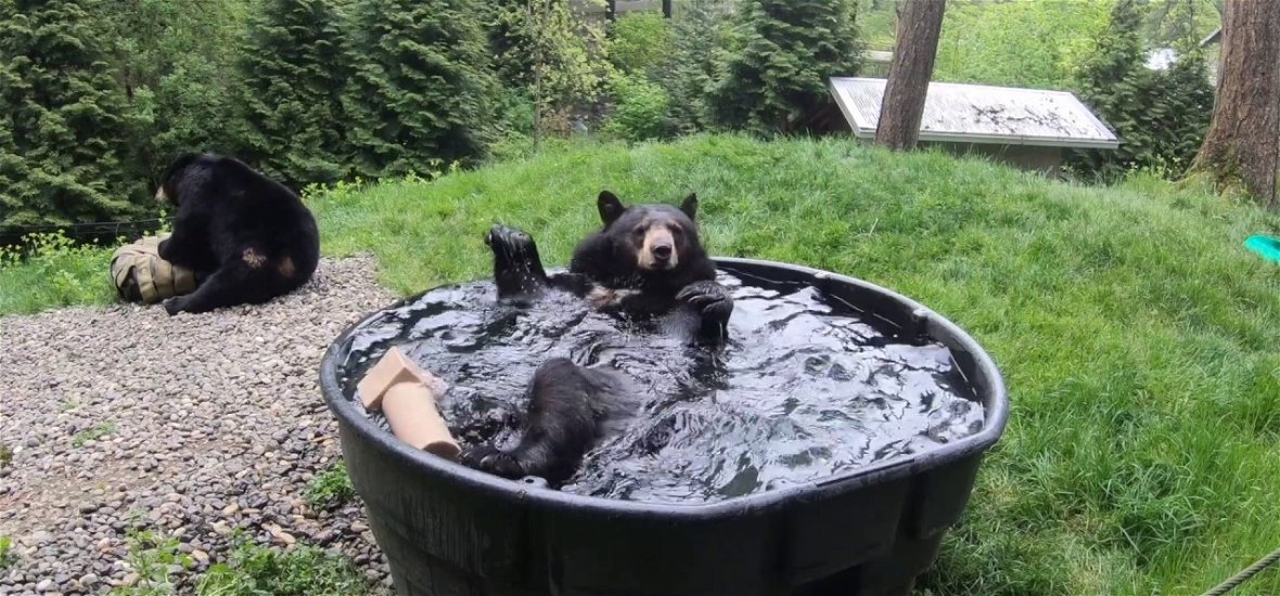 Fürdik a boldogságban ez a fekete medve