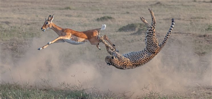 Bámulatos fotó: a zsákmány lenyomja a vérszomjas vadászt? Impala a gepárd ellen